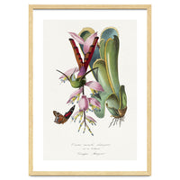 Paul Gervais – Hummingbird Painting (1842)