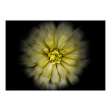 Backyard Flowers No 86 Color Flow Version (Print Only) thumbnail