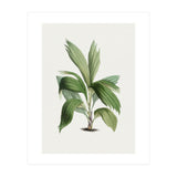 Areca Palm (Hand Drawn Botanical Illustration) (Print Only) thumbnail