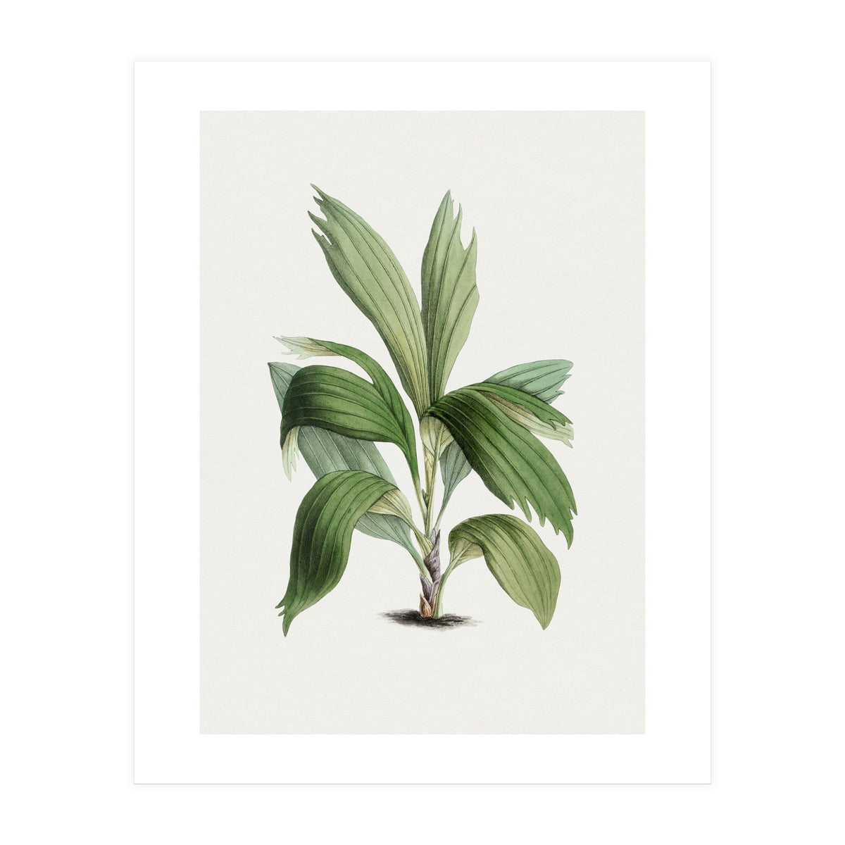 Areca Palm (Hand Drawn Botanical Illustration) (Print Only)