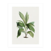 Areca Palm (Hand Drawn Botanical Illustration) (Print Only)