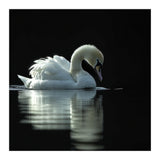 Elegant Swan Floating Gracefully On Dark Water (Print Only) thumbnail
