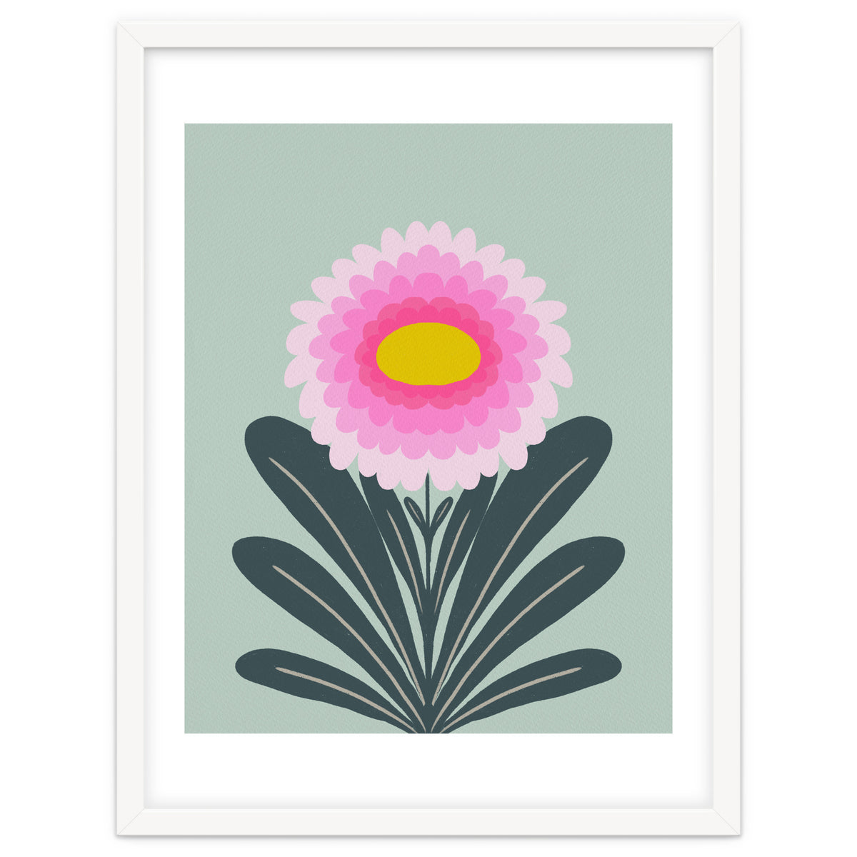 Chrysanthemum - turquoise and pink
