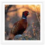 Pheasant Bird Standing On Rock Sunrise Light thumbnail