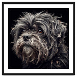 Old Dog 02 thumbnail