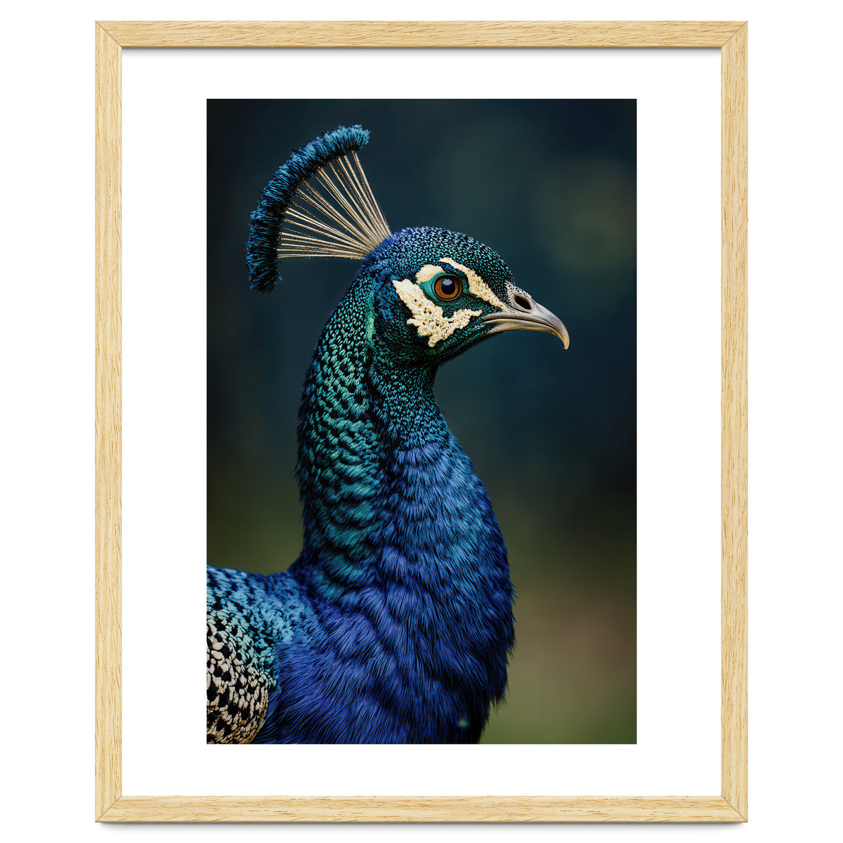 Peacock Portrait Photography