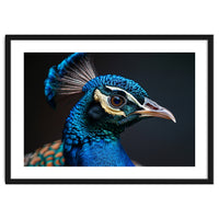 Close Up Peacock Head Blue Green Feather