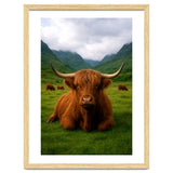 Highland Cow in Scotland thumbnail