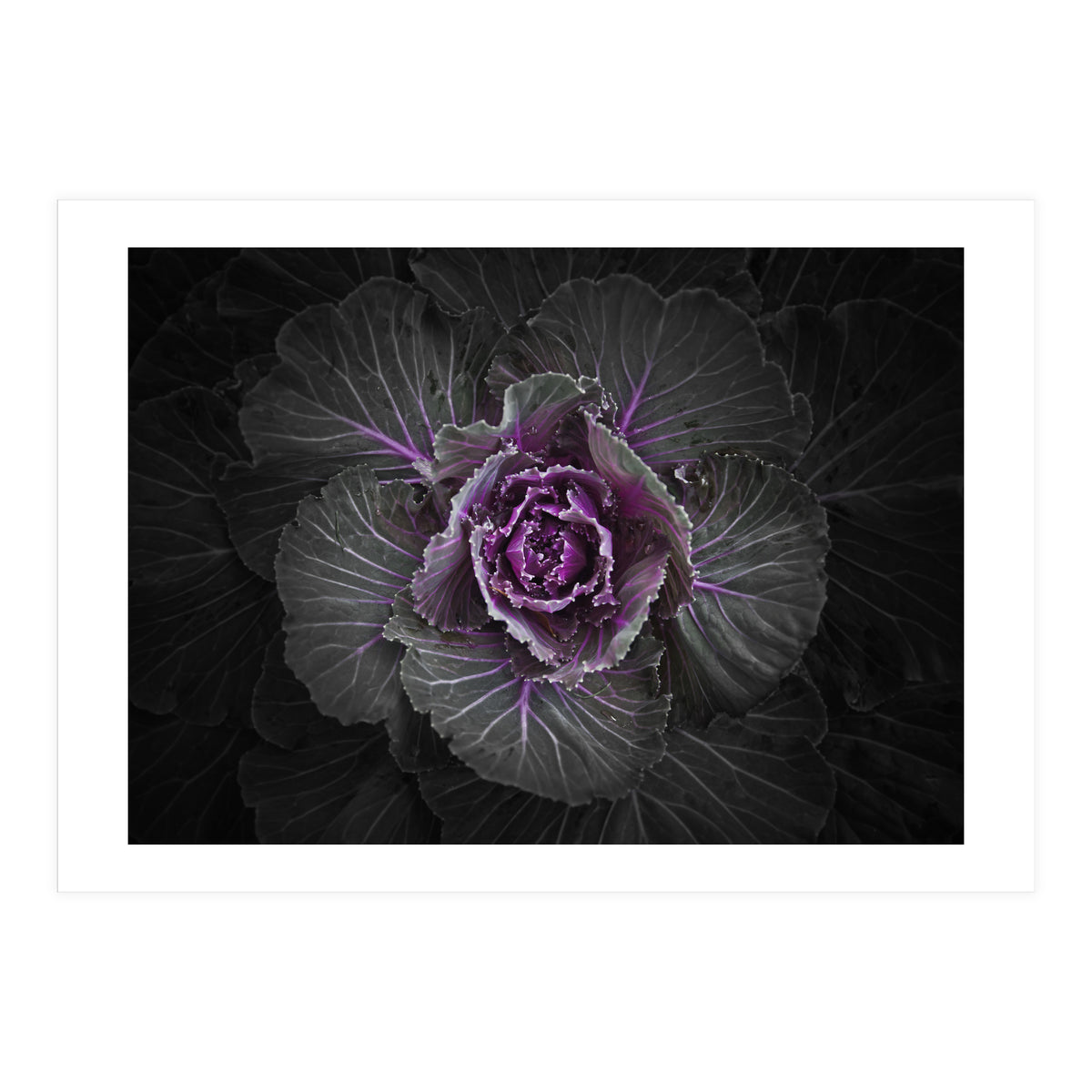 Backyard Flowers No 108 Color Version (Print Only)