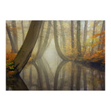 Bent trees in autumn (Print Only) thumbnail