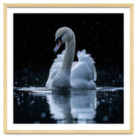 Majestic Swan Swimming In Dark Water
