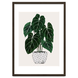 Philodendron Plant thumbnail