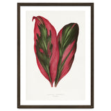 Alexander Francis Lydon & Benjamin Fawsett – Pink Dracaena Terminalis Leaf (1865) thumbnail