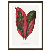 Alexander Francis Lydon & Benjamin Fawsett – Pink Dracaena Terminalis Leaf (1865)