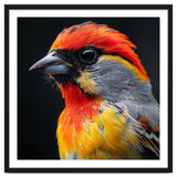 Close Up Of Colorful Bird With Red Orange Yellow Feathers thumbnail