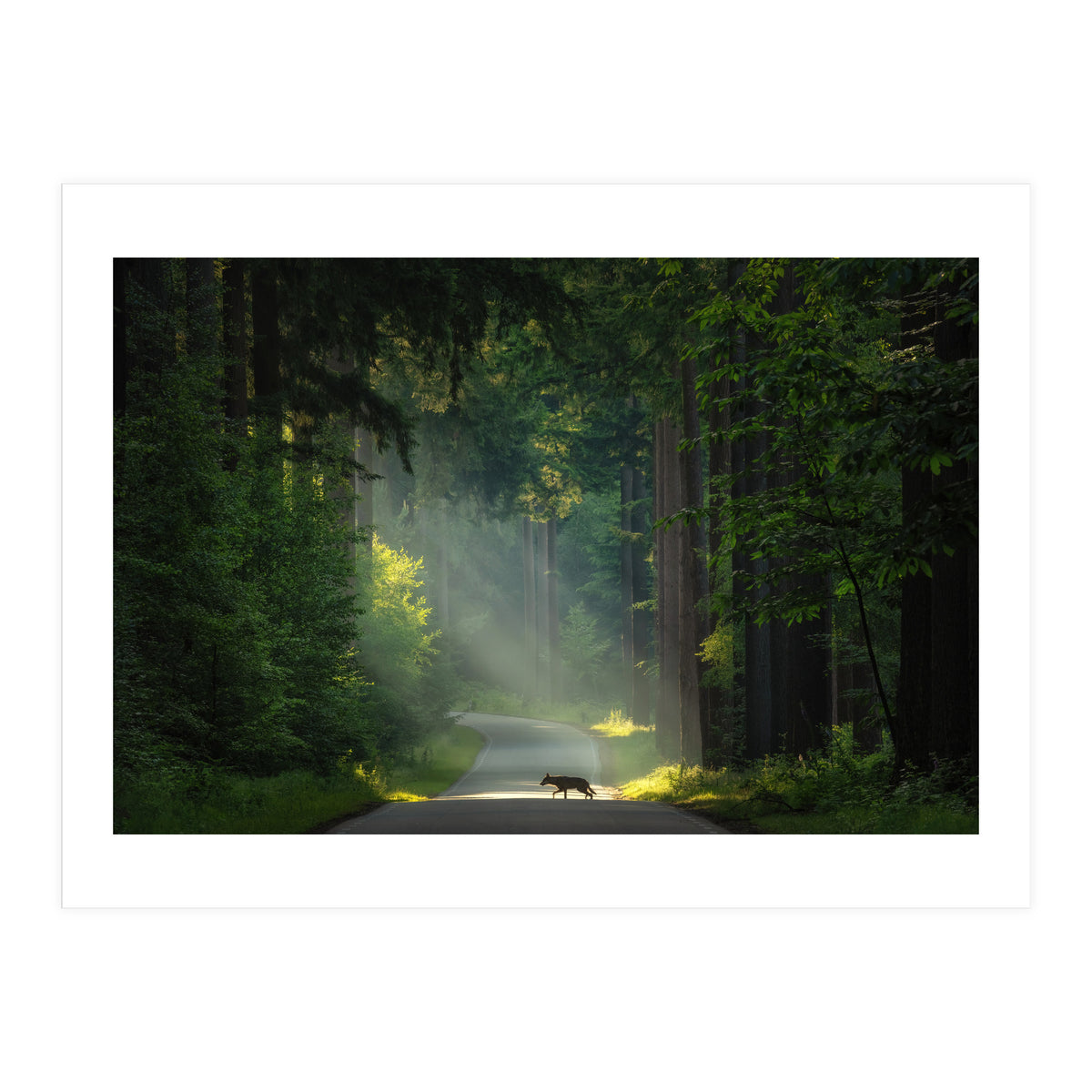 Wolf in the Netherlands (Print Only)