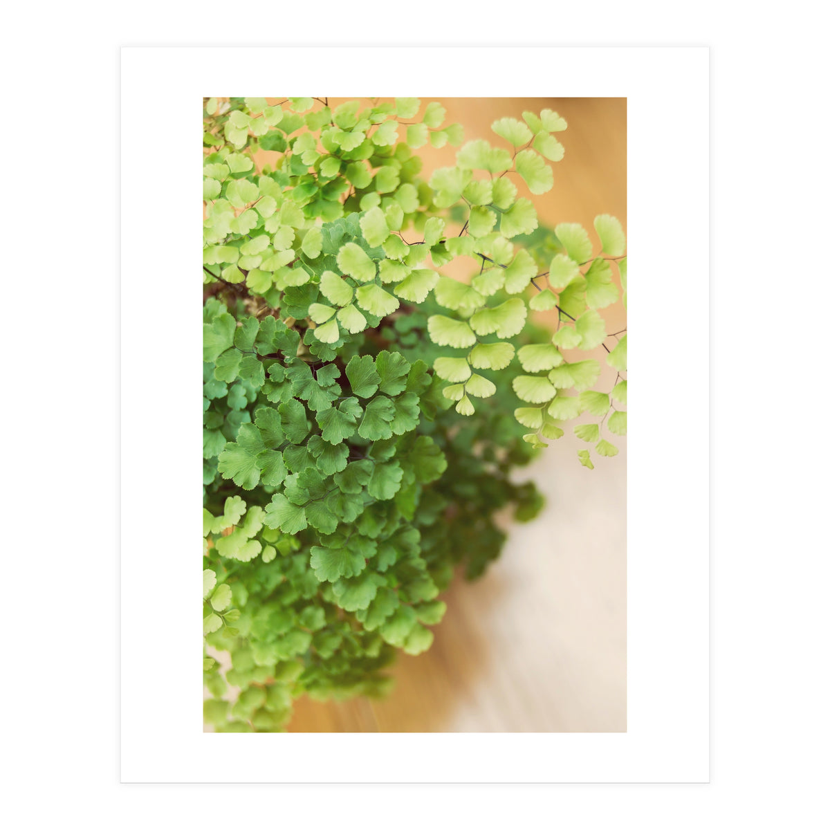Maidenhair Queen (Print Only)
