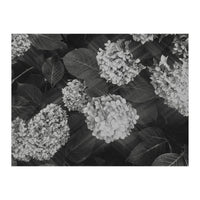 Hydrangeas | Black & White Landscape (Print Only)