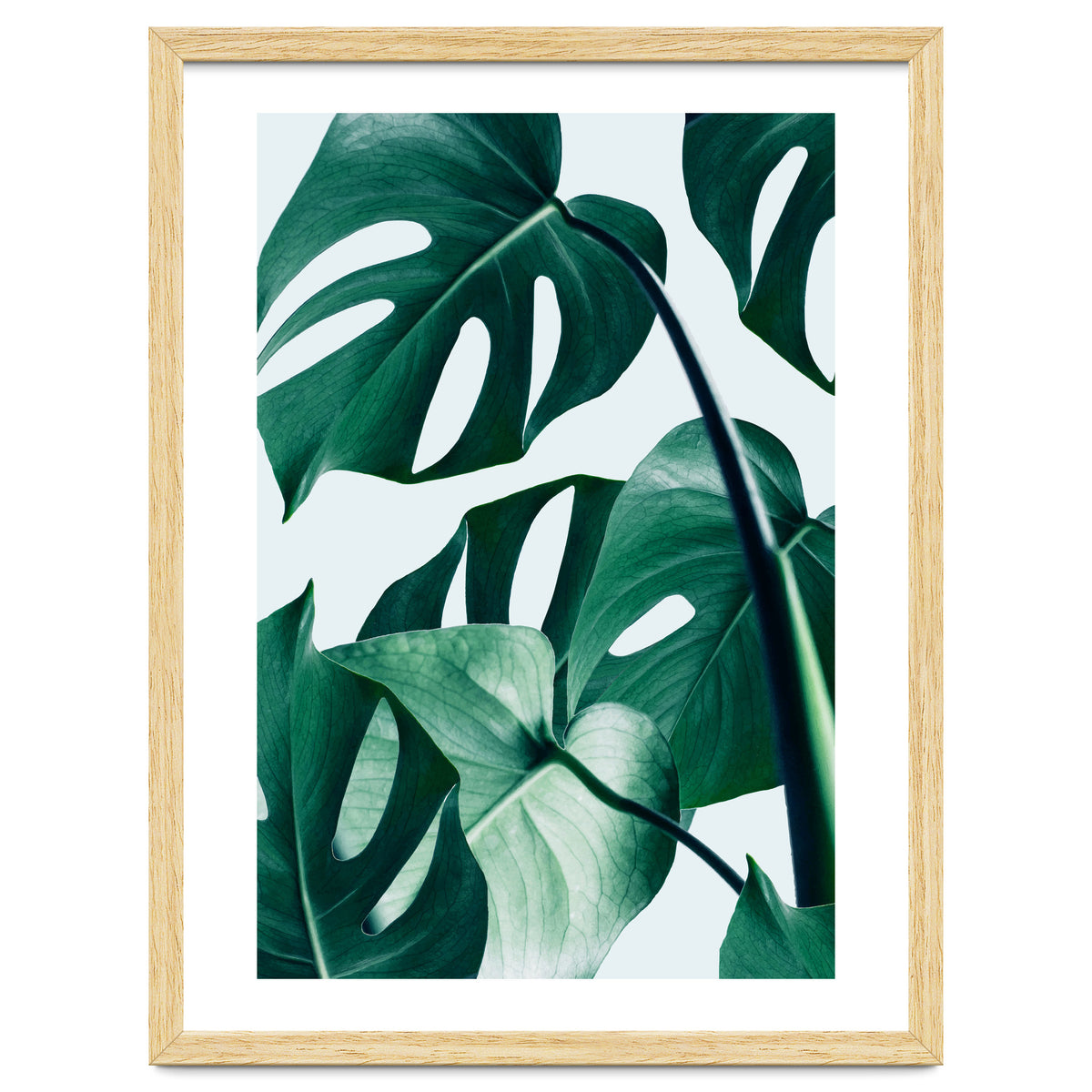 Monstera Tropical Photography Digital Art, Minimal Nature Jungle Botanical Leaves