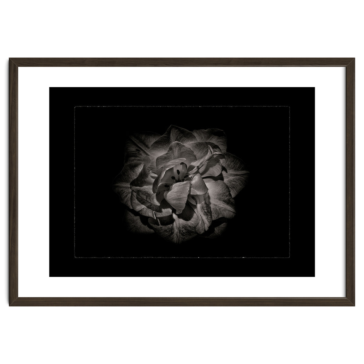 Backyard Flowers In Black And White No 81 with Border