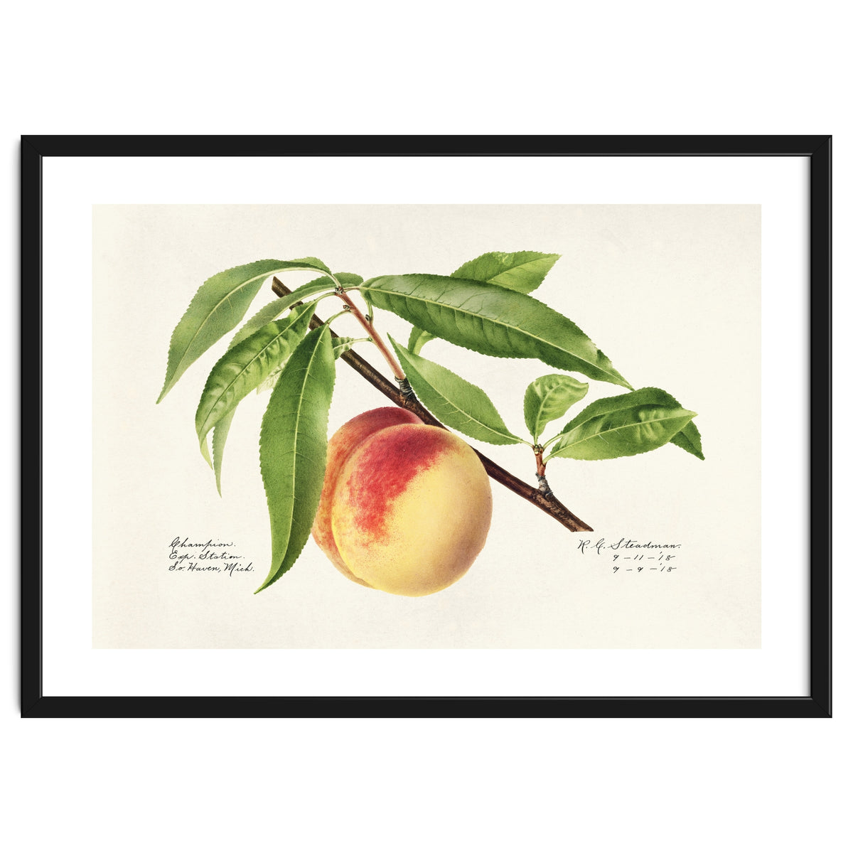Royal Charles Steadman – Peach Twig (Prunus persica) (1918)