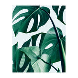 Monstera Tropical Photography Digital Art, Minimal Nature Jungle Botanical Leaves (Print Only) thumbnail