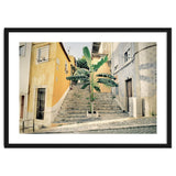 Lisbon Palm Tree thumbnail