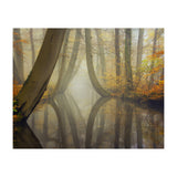 Bent trees in autumn (Print Only) thumbnail