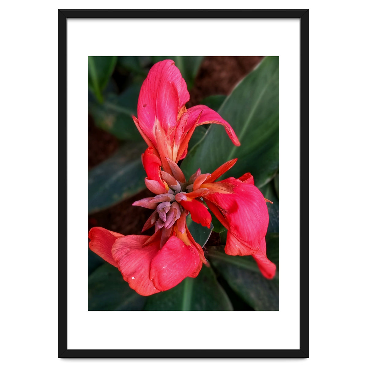 Red Indian Shot Flower