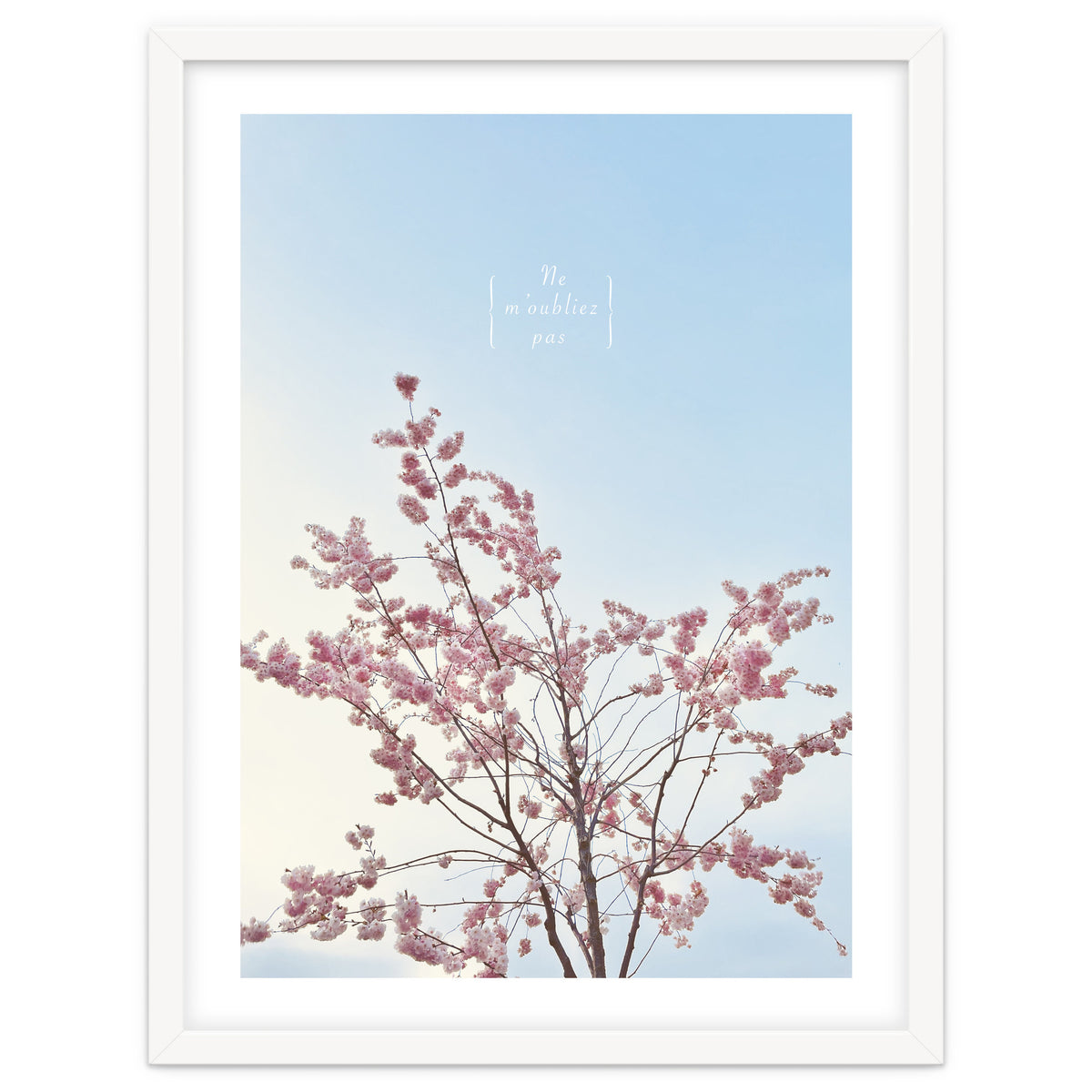 Sakura - cherry blossom