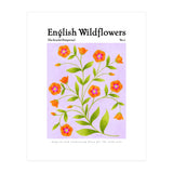English Wildflowers | Scarlet Pimpernel  (Print Only) thumbnail