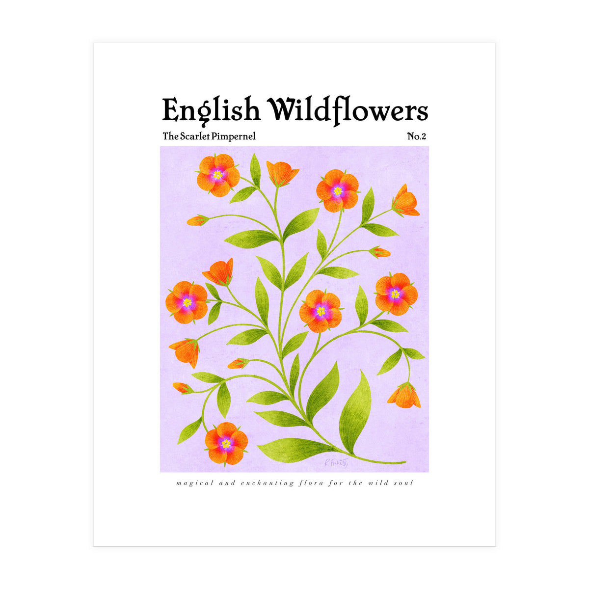 English Wildflowers | Scarlet Pimpernel  (Print Only)