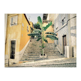 Lisbon Palm Tree (Print Only) thumbnail