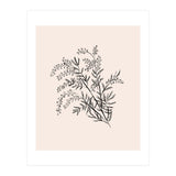 Acacia Botanical illustration (Print Only) thumbnail