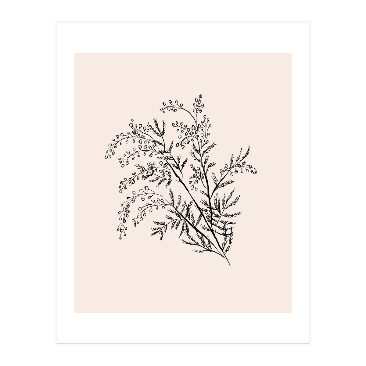 Acacia Botanical illustration (Print Only)