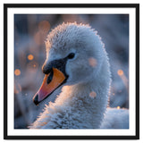 Close Up Frosty Swan Head During Golden Hour thumbnail