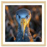 Great Blue Heron Closeup Dramatic Portrait thumbnail
