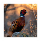 Pheasant Bird Standing On Rock Sunrise Light (Print Only) thumbnail