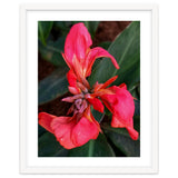 Red Indian Shot Flower thumbnail