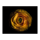 Backyard Flowers No 72 Color Version (Print Only) thumbnail