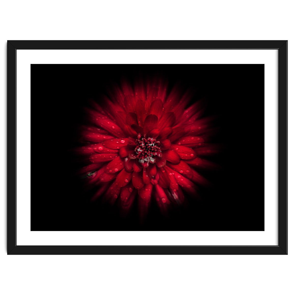 Backyard Flowers No 45 Color Flow Version