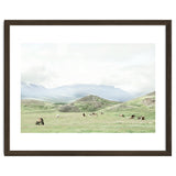 Relaxing horses on a sunny day calm field - Iceland thumbnail