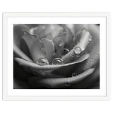 Ethereal Monochromatic Rose Petal Macro thumbnail