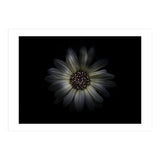 Backyard Flowers No 27 Color Version (Print Only) thumbnail