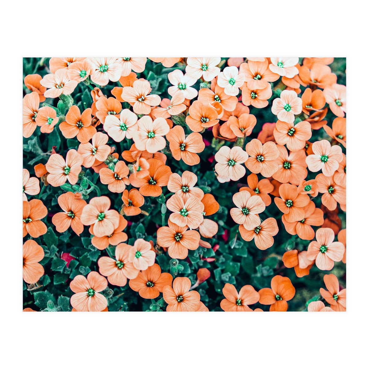 Floral Bliss, Nature Photography Garden Meadow, Blush Orange Coral Summer Flowers Botanical (Print Only)