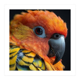 Close Up Of A Sun Conure Parrot's Head (Print Only) thumbnail