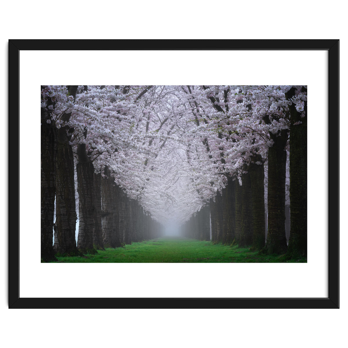 Cherry trees in the fog