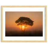 Tree at sunrise thumbnail
