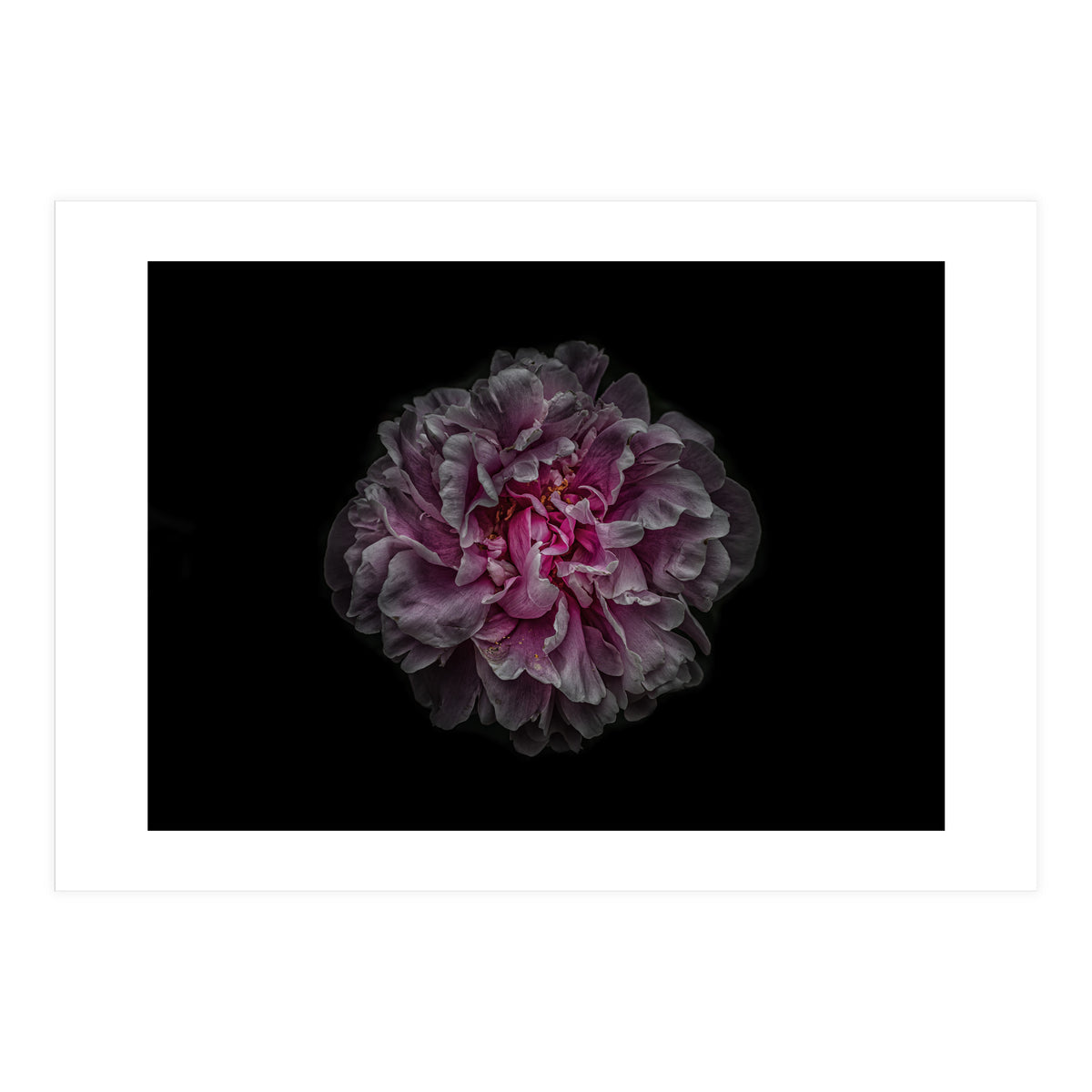 Backyard Flowers No 116 Color Version (Print Only)