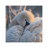 Close Up Of A Swan Covered In Frost And Dew (Print Only) thumbnail